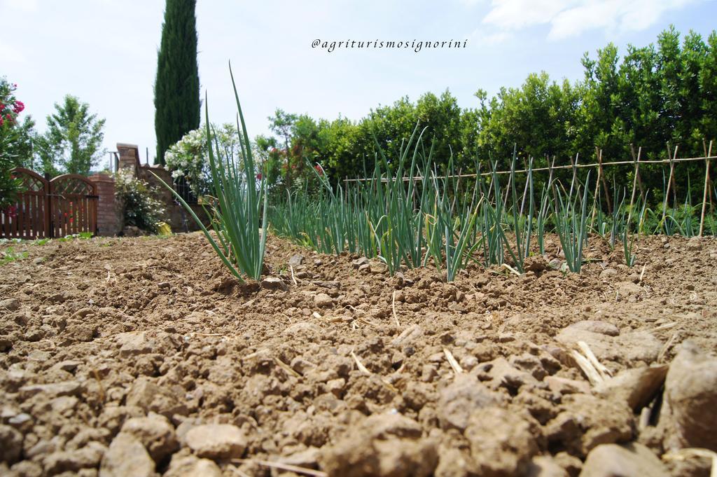 Agriturismo Signorini Orciatico Ngoại thất bức ảnh