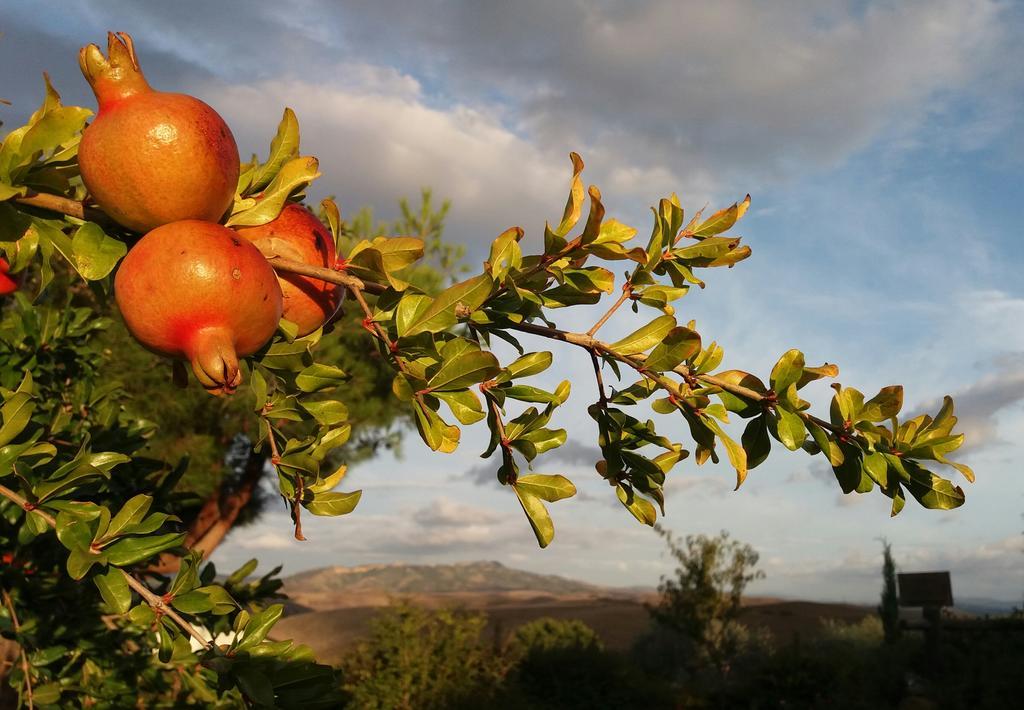 Agriturismo Signorini Orciatico Ngoại thất bức ảnh